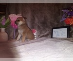 Small #1 Breeder Profile image