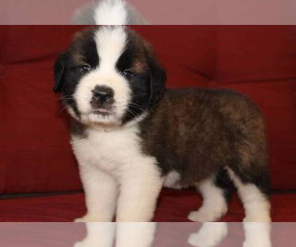 Medium Photo #1  Breeder Profile in BAKER, FL, USA