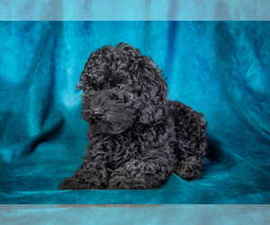 Poodle (Miniature) Dog Breeder near WEST RICHLAND, WA, USA