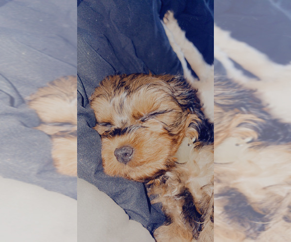 Medium Photo #6  Breeder Profile in ARLINGTON, TX, USA