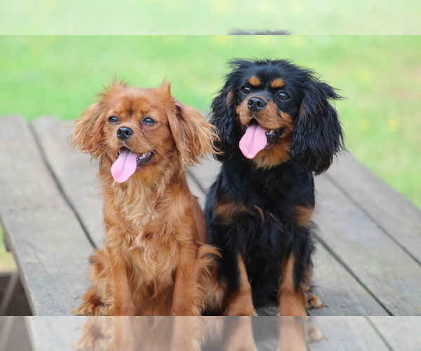 Medium Photo #1  Breeder Profile in DEMOREST, GA, USA