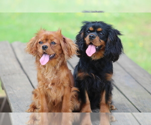 ruby and black cavaliers