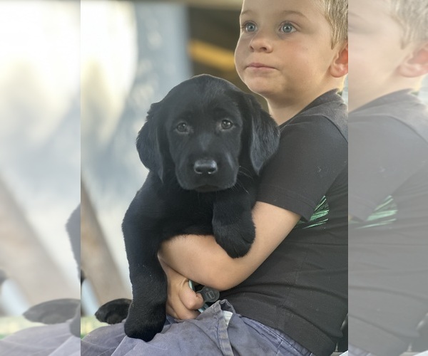 Medium Photo #12  Breeder Profile in TEMECULA, CA, USA