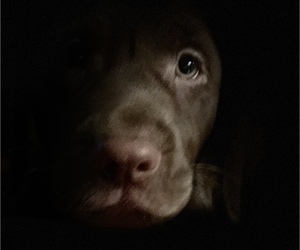 Medium Breeder Profile Photo