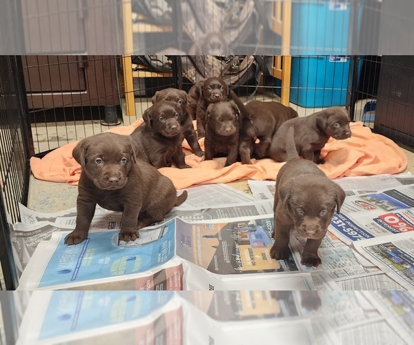 Medium Photo #1  Breeder Profile in SHAWBORO, NC, USA