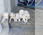 Small breeder photo