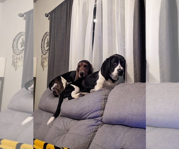 Medium Photo #1  Breeder Profile in PUEBLO WEST, CO, USA