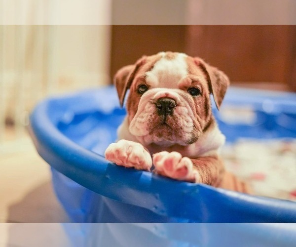 Medium Photo #1  Breeder Profile in LAS VEGAS, NV, USA