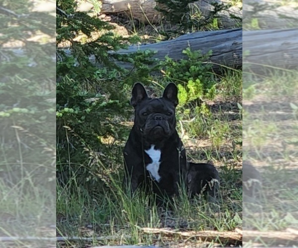 Medium Photo #1  Breeder Profile in AFTON, WY, USA