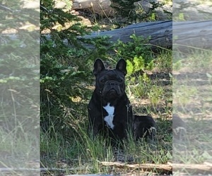 Boxer Dog Breeder near AFTON, WY, USA