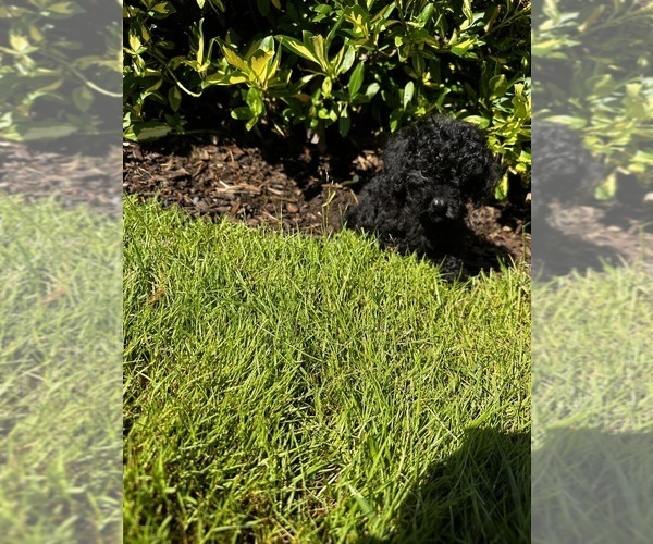 Medium Photo #1  Breeder Profile in VANCOUVER, WA, USA