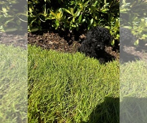 YorkiePoo Dog Breeder near VANCOUVER, WA, USA