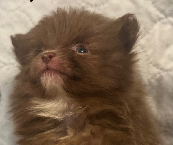 Medium Photo #7  Breeder Profile in ANDALUSIA, AL, USA