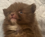 Small #6 Breeder Profile image