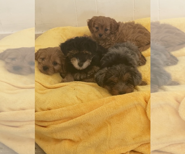 Medium Photo #1  Breeder Profile in WATERFORD, CT, USA
