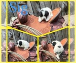 Small #7 Breeder Profile image