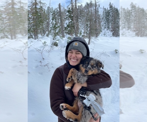 Medium Photo #76  Breeder Profile in SUNNYVALE, CA, USA