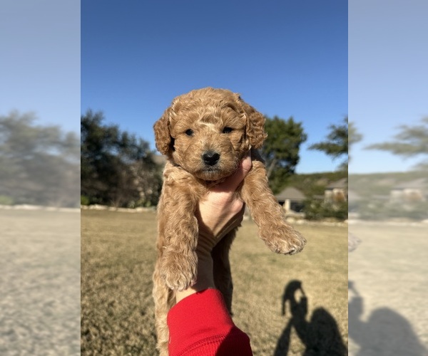 Medium Photo #12  Breeder Profile in SPICEWOOD, TX, USA