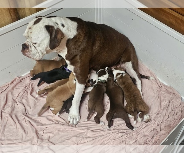 Medium Photo #1  Breeder Profile in BUSHNELL, FL, USA