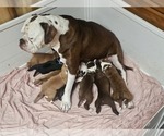 Small breeder photo