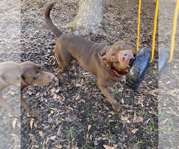 Medium Photo #19  Breeder Profile in CHARLOTTE, NC, USA