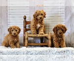 Small Photo #4  Breeder Profile in ROANOKE, IL, USA