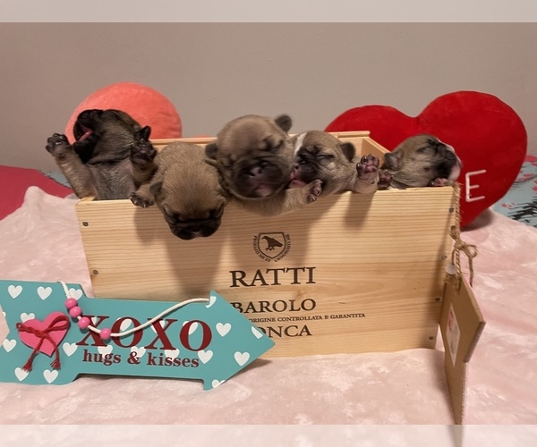 Medium Photo #1  Breeder Profile in COLUMBUS, GA, USA