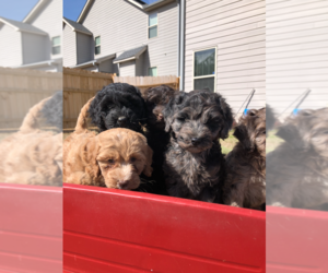 Goldendoodle (Miniature) Dog Breeder in ATLANTA,  USA