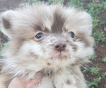 Small breeder photo