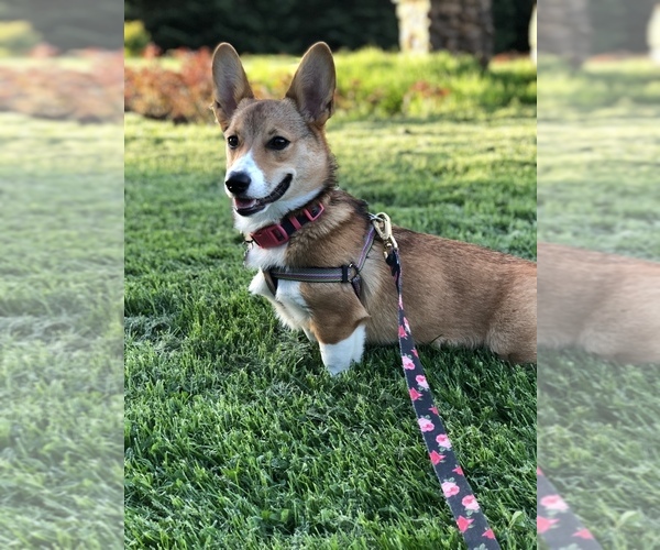 Medium Photo #1  Breeder Profile in COLVILLE, WA, USA