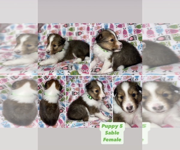 Medium Photo #6  Breeder Profile in ALBANY, OR, USA