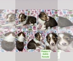 Small #5 Breeder Profile image