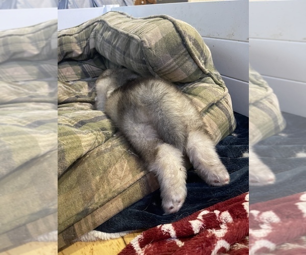 Medium Photo #21  Breeder Profile in FREDERICK, MD, USA