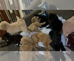 Small #2 Breeder Profile image