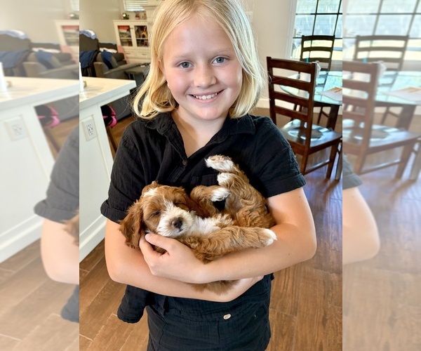 Medium Photo #82  Breeder Profile in BAKERSFIELD, CA, USA