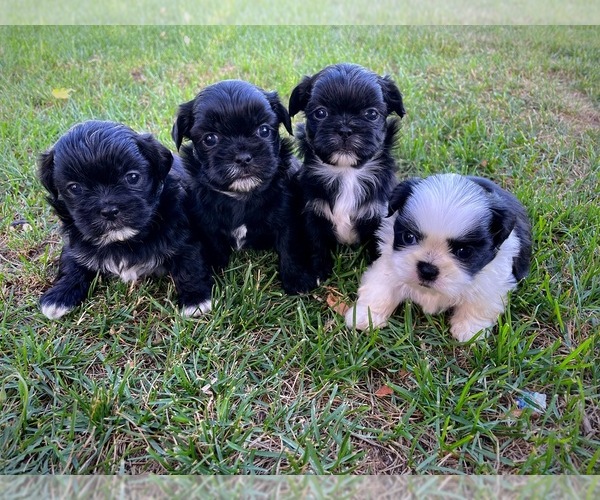 Medium Photo #1  Breeder Profile in SHELDON, VT, USA