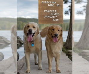 Golden Retriever Dog Breeder near CLOVERDALE, CA, USA