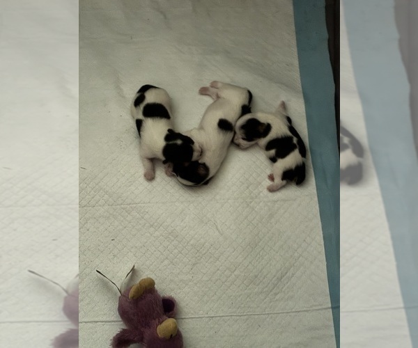 Medium Photo #2  Breeder Profile in MOUNT PLEASANT, MI, USA