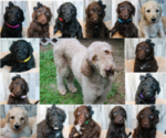 Small breeder photo