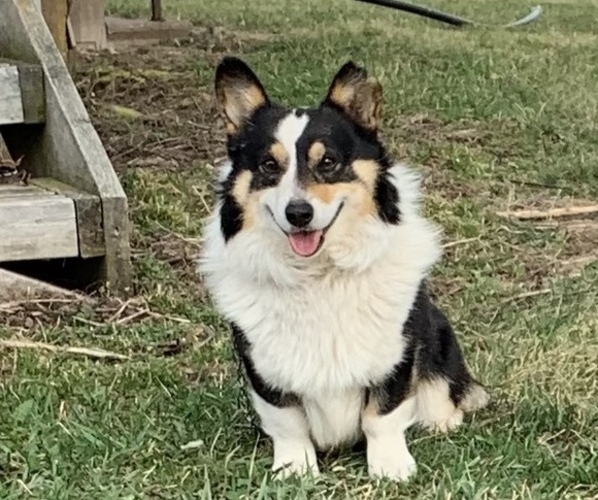 Medium Photo #1  Breeder Profile in CORNELL, WI, USA