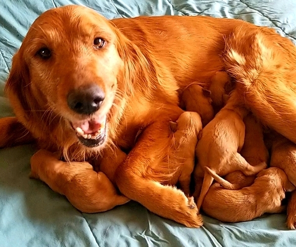 Medium Photo #1  Breeder Profile in ANTIOCH, CA, USA