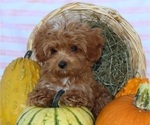 Small #18 Breeder Profile image