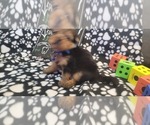 Small #262 Breeder Profile image