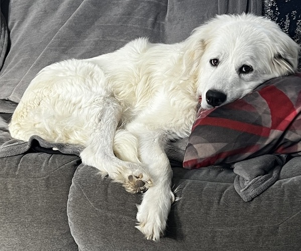 Medium Photo #7  Breeder Profile in SPRINGFIELD, OH, USA