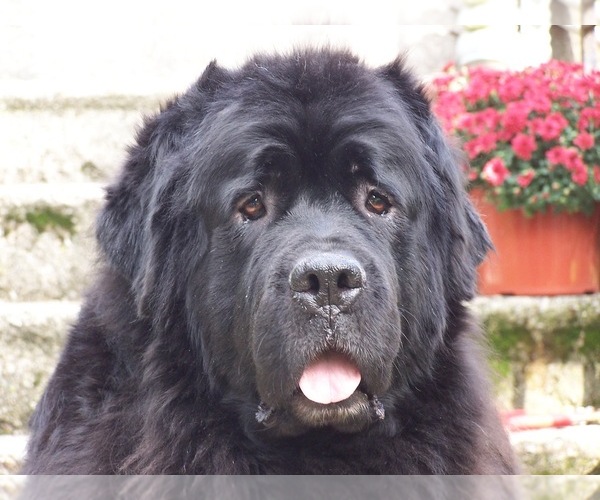 Medium Photo #1  Breeder Profile in WILMINGTON, NC, USA
