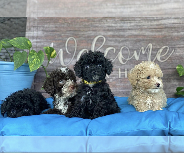 Medium Photo #1  Breeder Profile in GRIFFIN, GA, USA