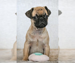 Small #17 Breeder Profile image