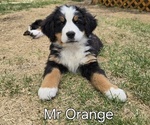 Small #12 Breeder Profile image