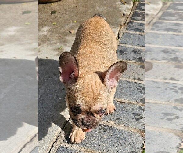 Medium Photo #71  Breeder Profile in CHINO HILLS, CA, USA