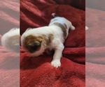 Small #108 Breeder Profile image